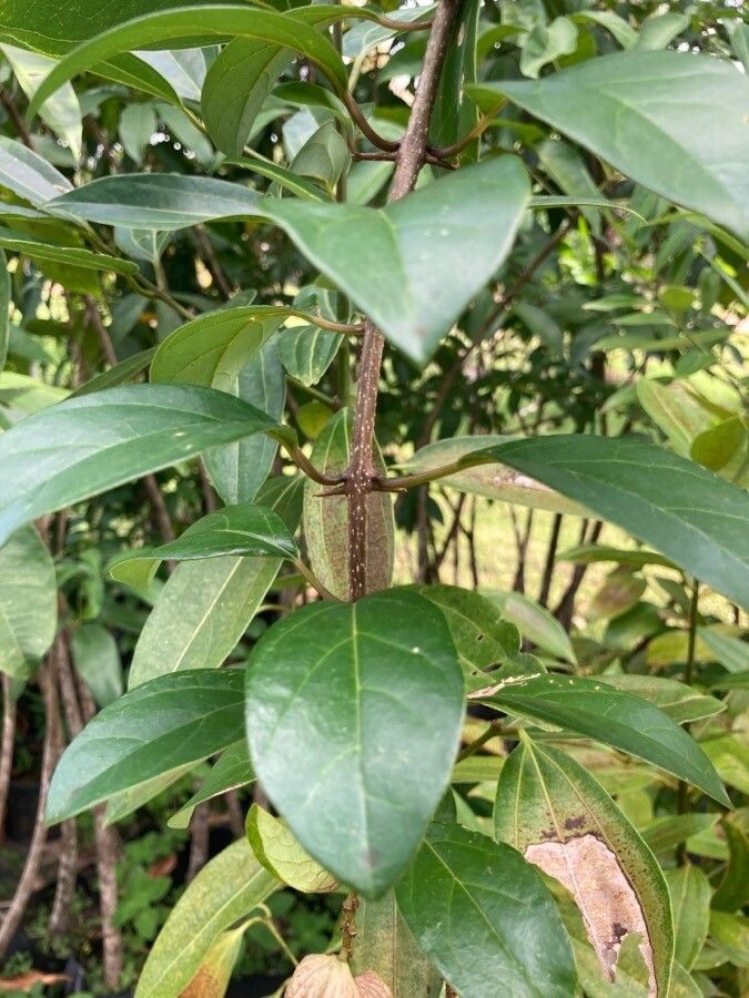 Gmelina philippensis leaf