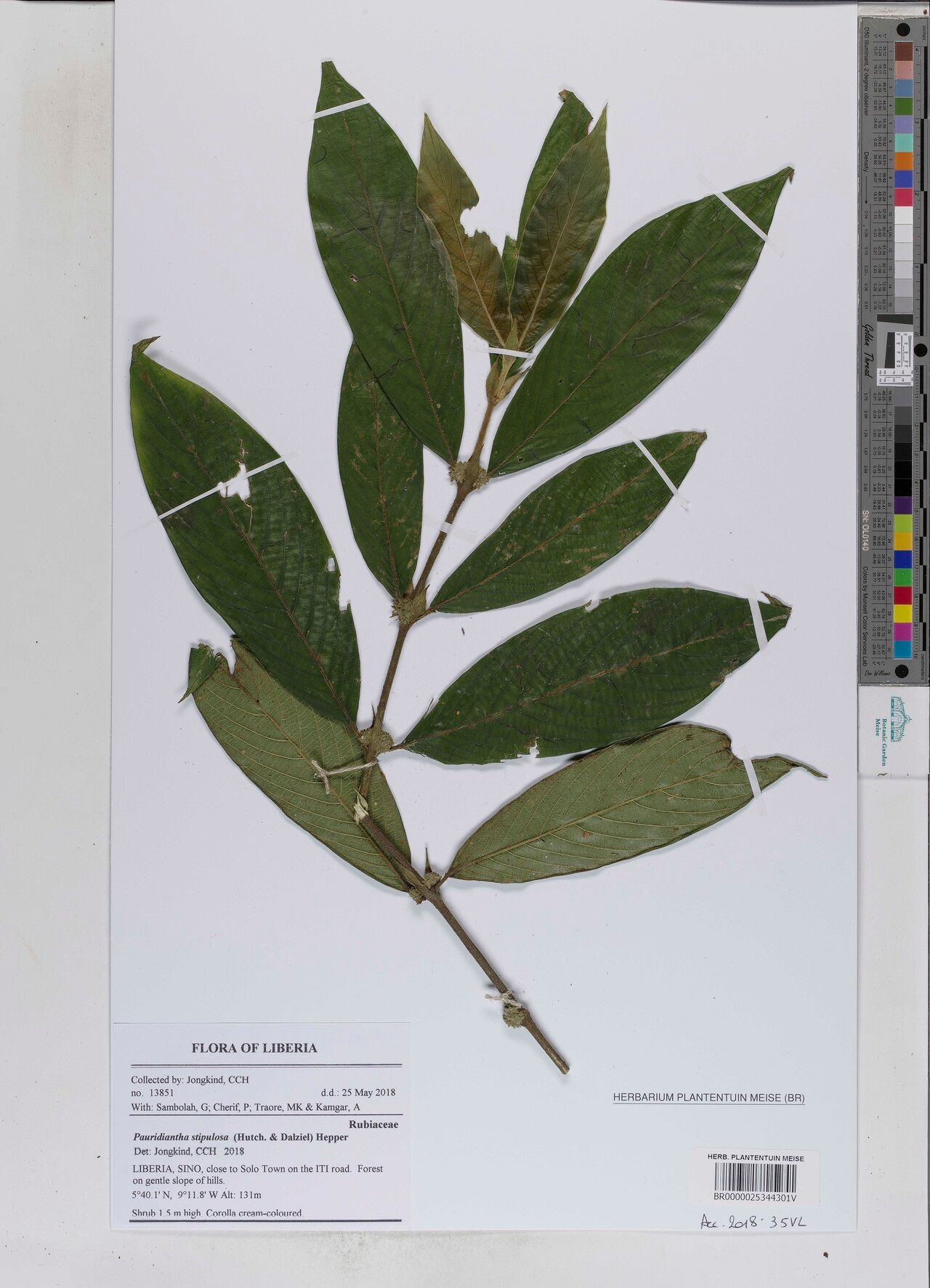 Pauridiantha stipulosa — houseplant care guide