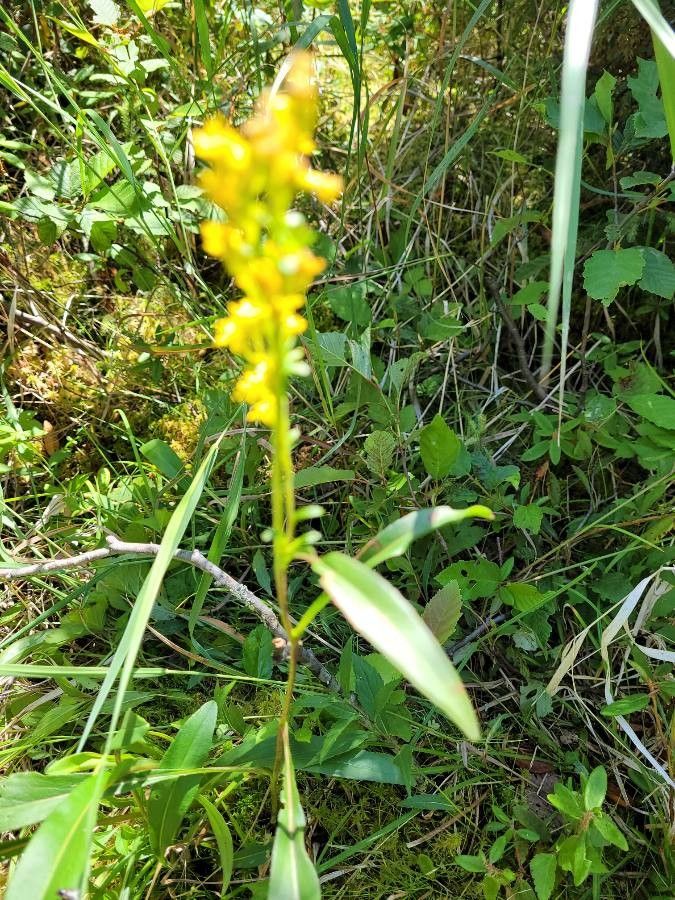 Solidago uliginosa leaf