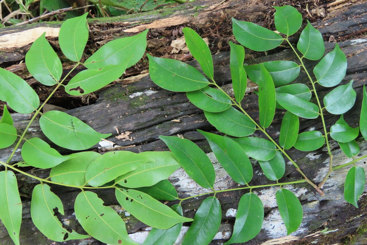 Copaifera aromatica — related species from the same genus