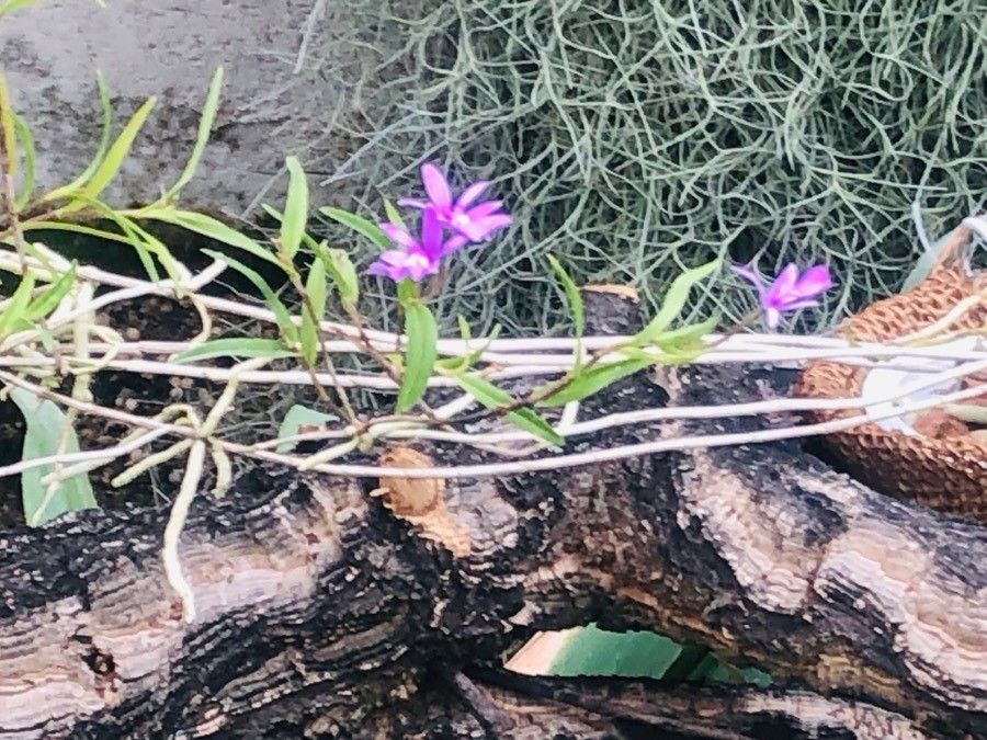 Epidendrum centropetalum — search result for 'Epidendrum'