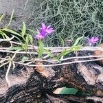 Epidendrum centropetalum