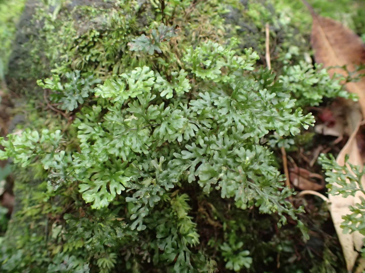 Hymenophyllum tenellum habit