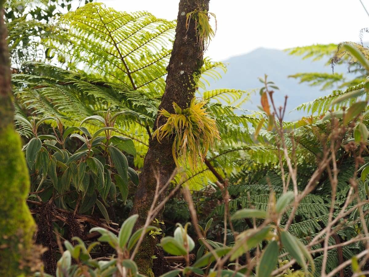 Oberonia bifida habit