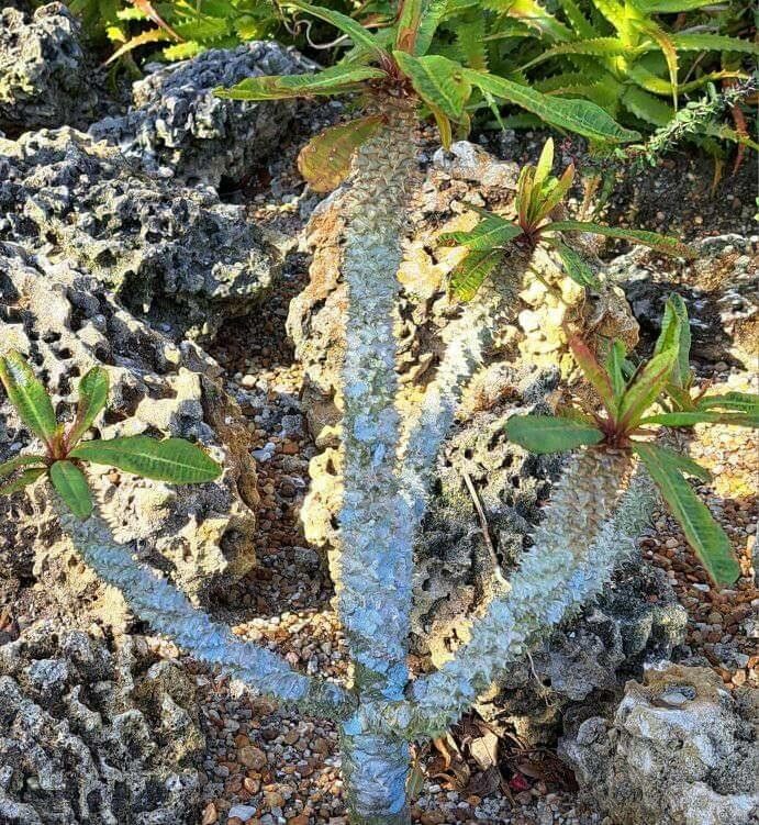 Euphorbia paulianii — houseplant care guide