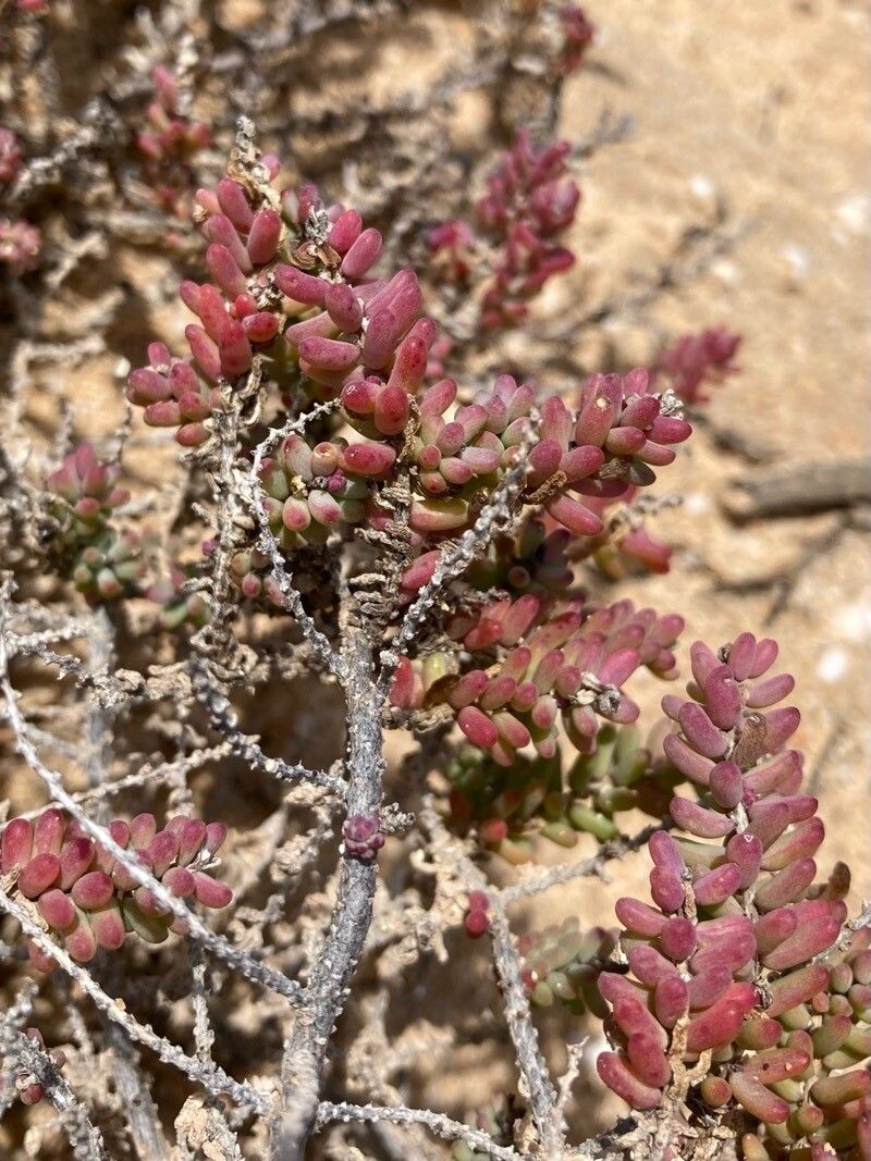 Suaeda vermiculata bark