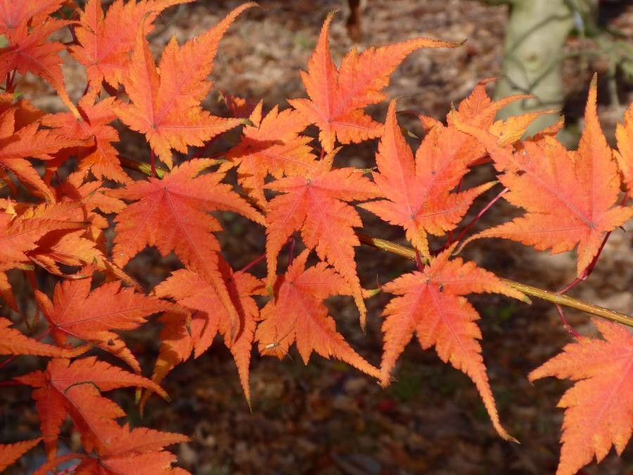 Acer micranthum leaf