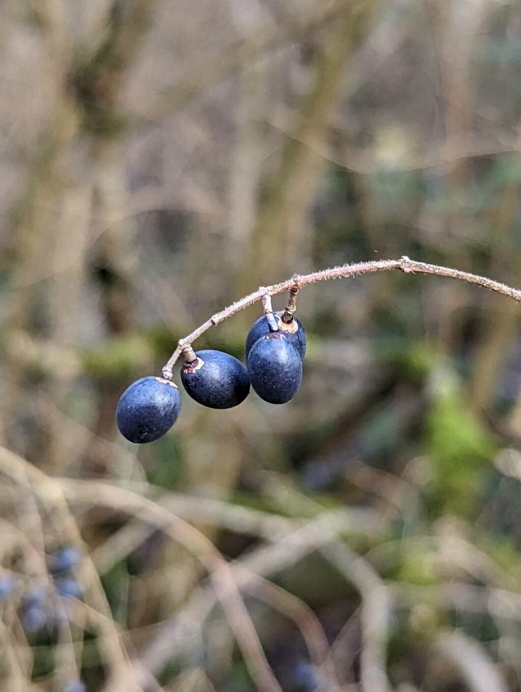 Ligustrum tschonoskii fruit
