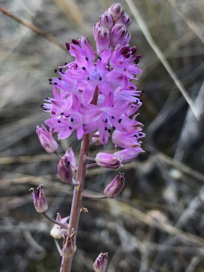 Prospero autumnale flower