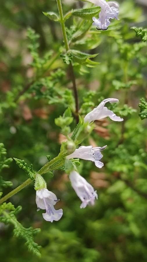 Salvia namaensis flower