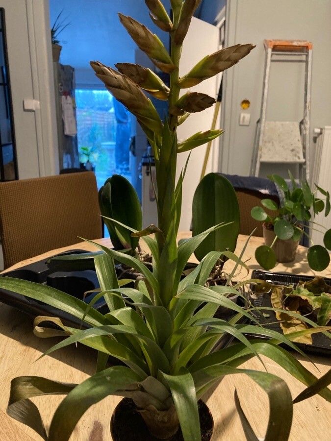 Tillandsia oerstediana flower