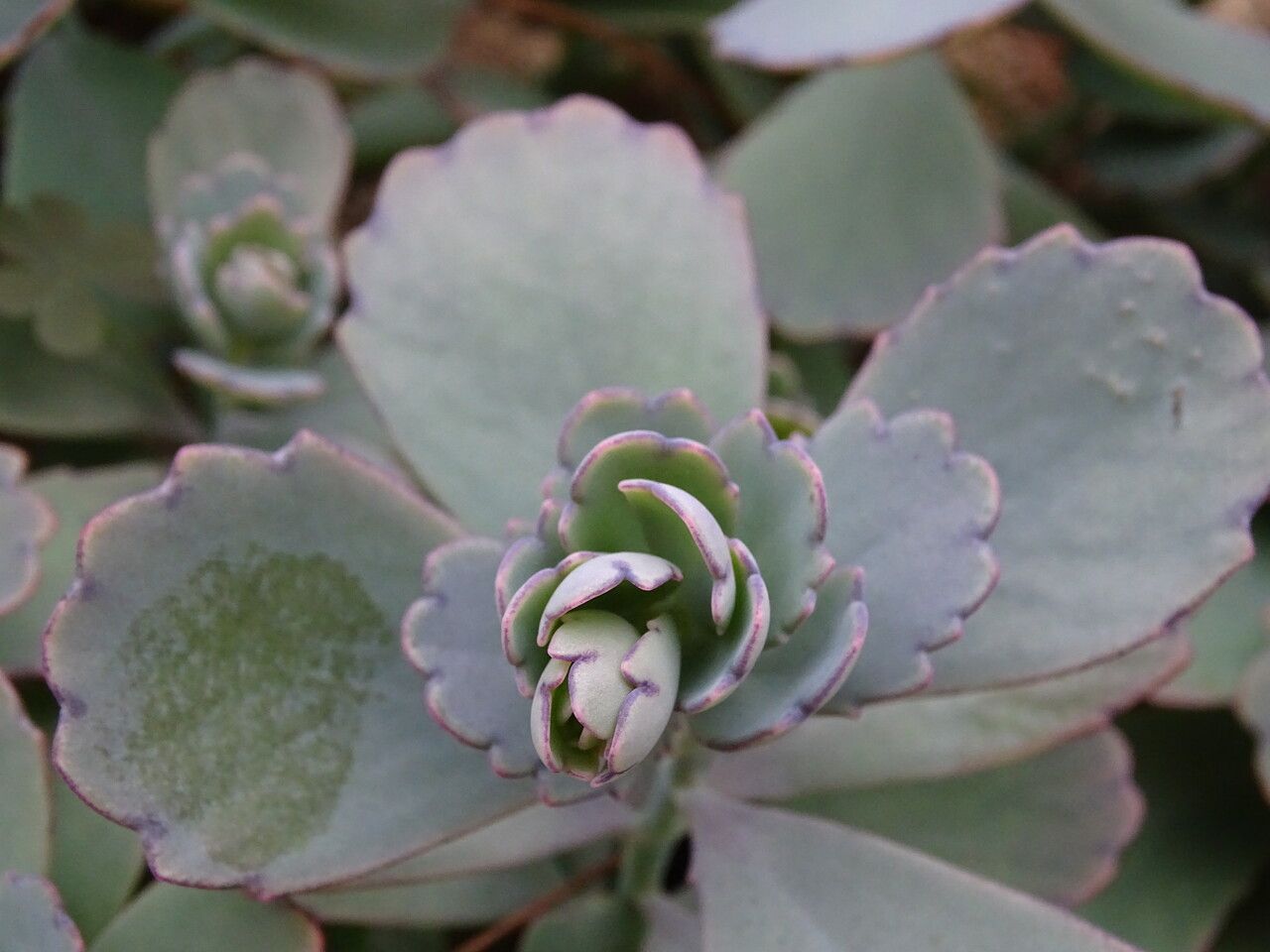 Kalanchoe eriophylla