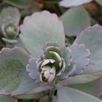 Kalanchoe eriophylla