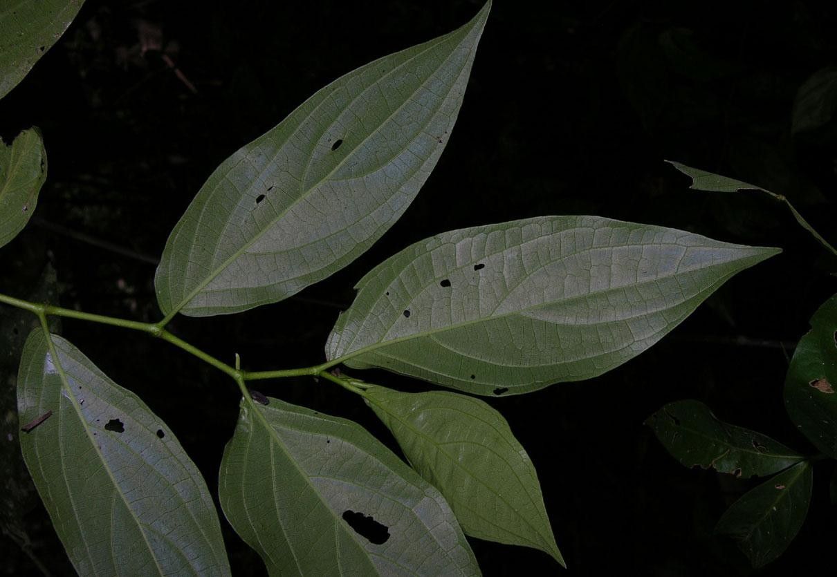 Piper umbricola other