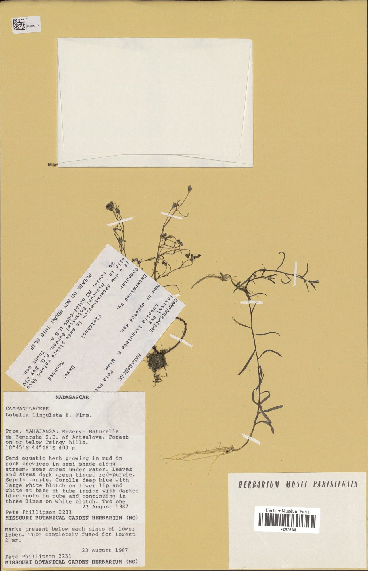 Lobelia lingulata — houseplant care guide