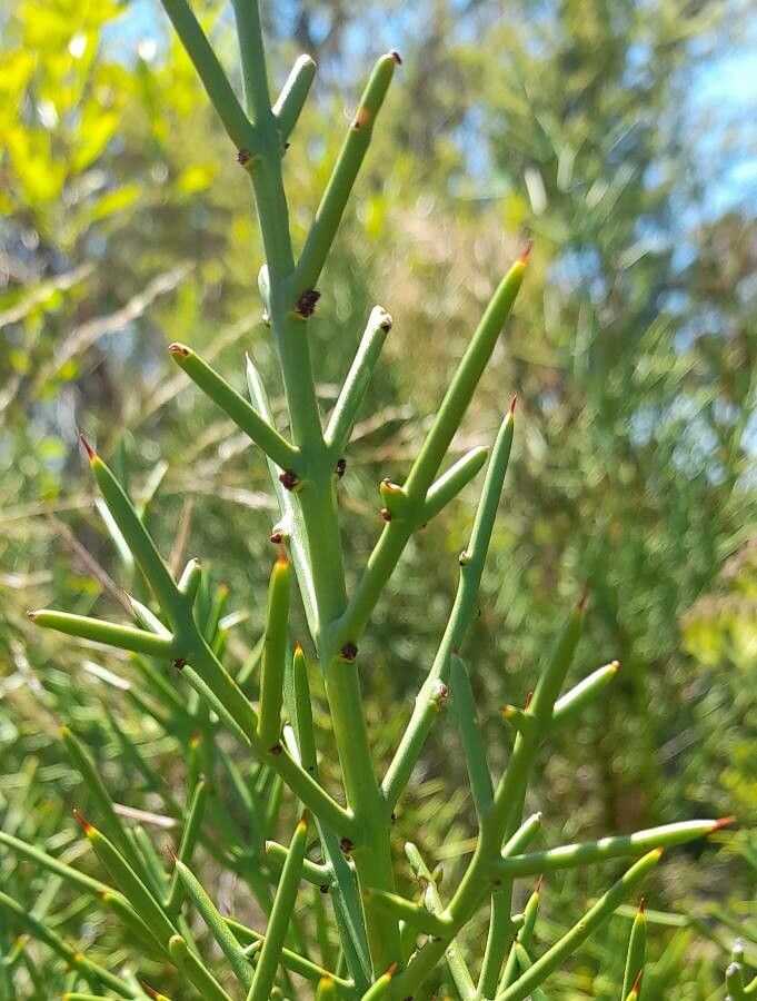 Colletia spinosissima bark