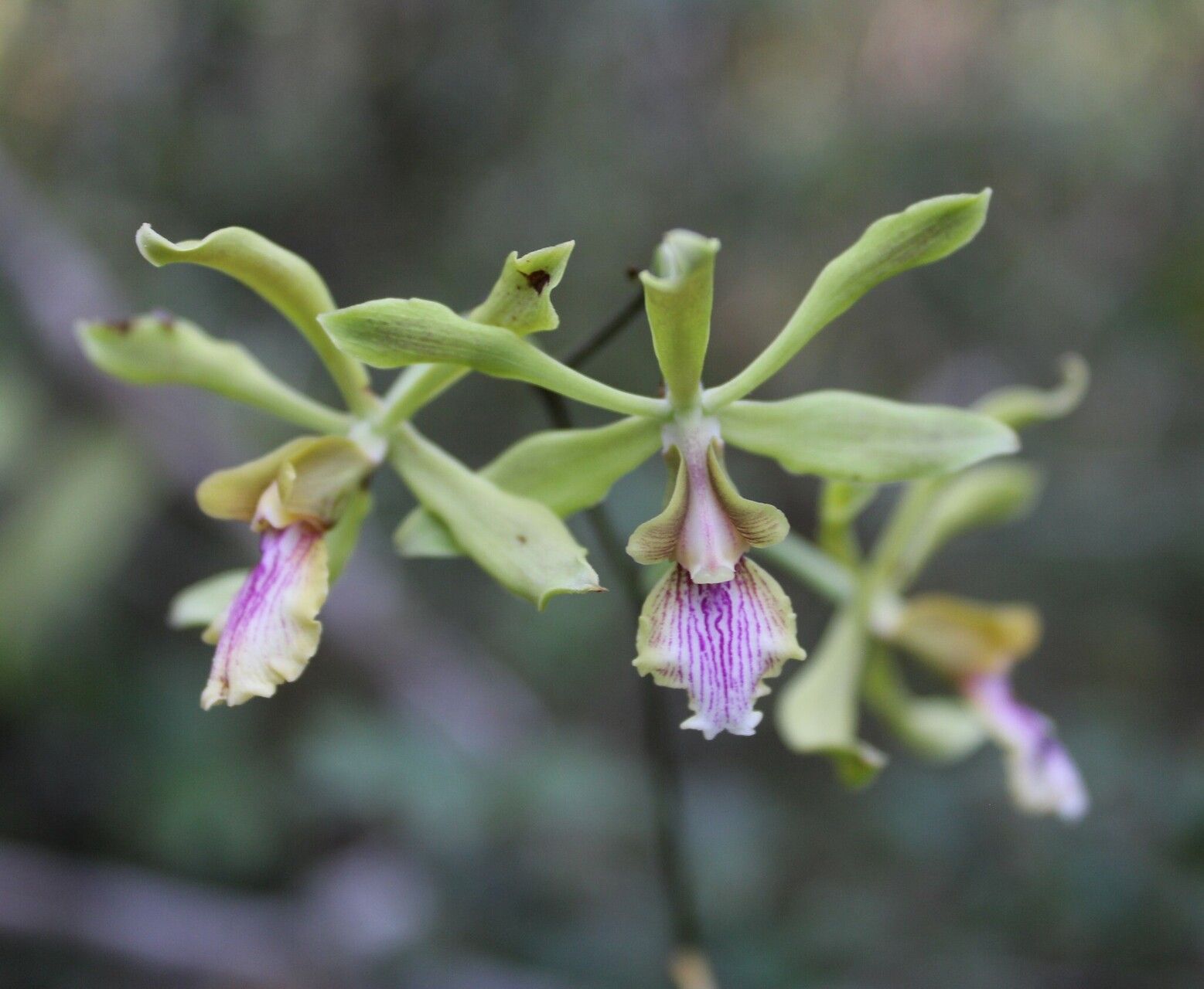 Encyclia mapuerae — houseplant care guide