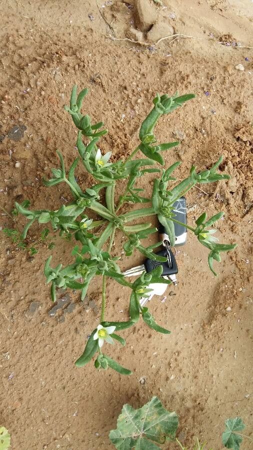 Aizoanthemum hispanicum — search result for 'Aizoaceae'