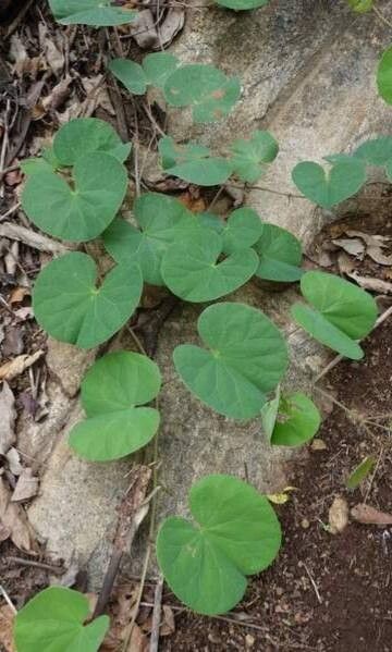 Tylosema fassoglense habit