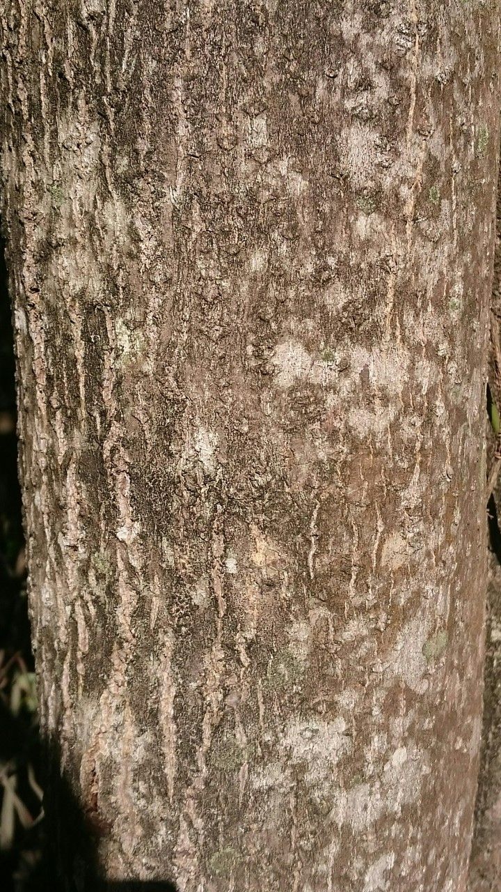 Cordia alliodora bark