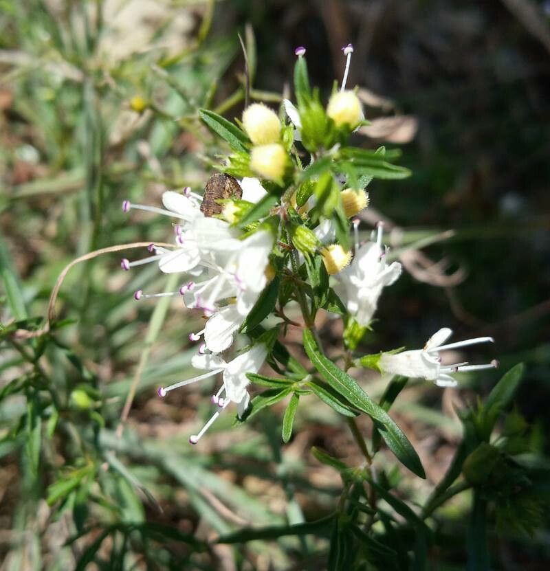 Thymus transcaucasicus flower
