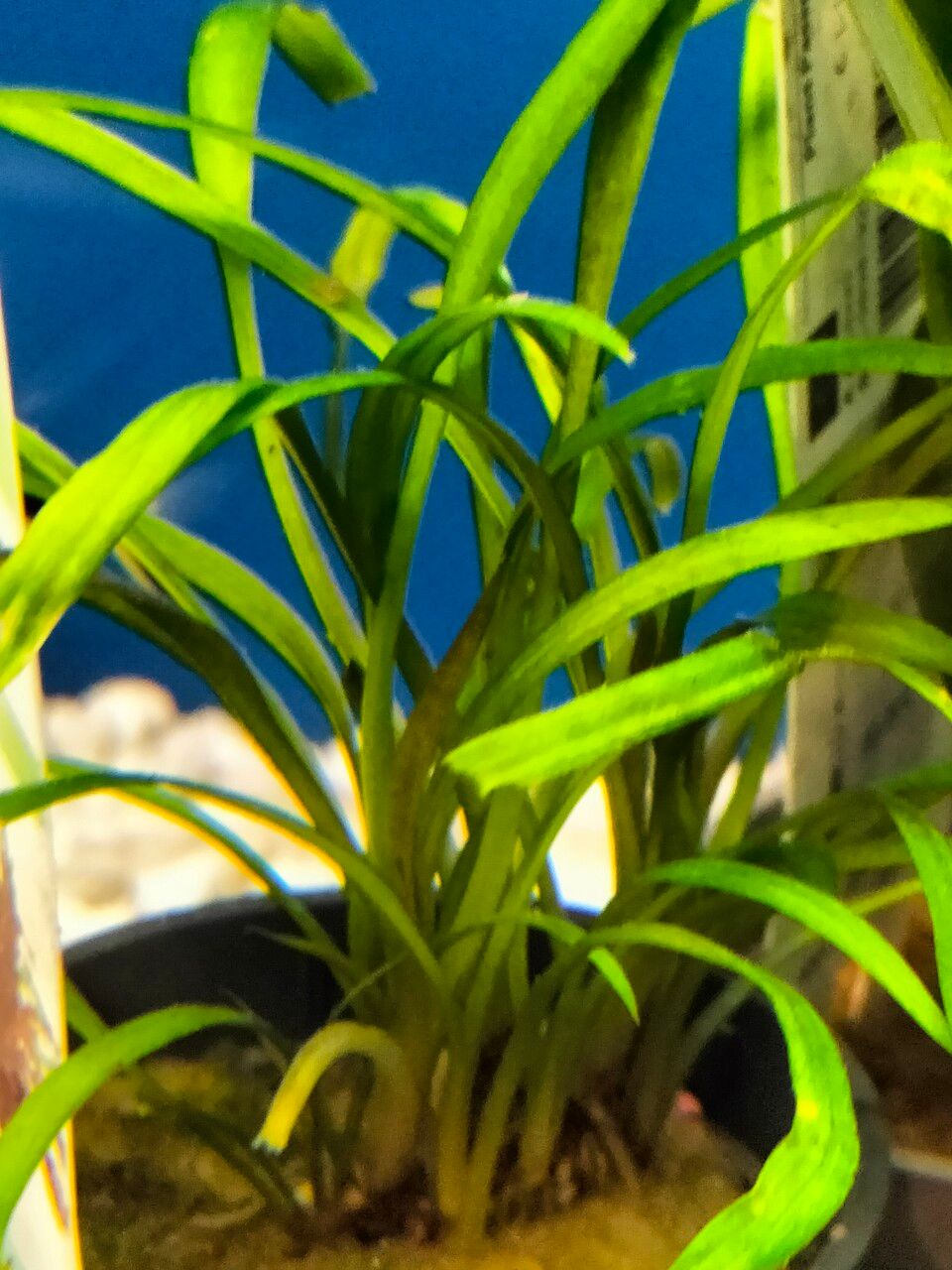 Cryptocoryne albida — related species from the same genus