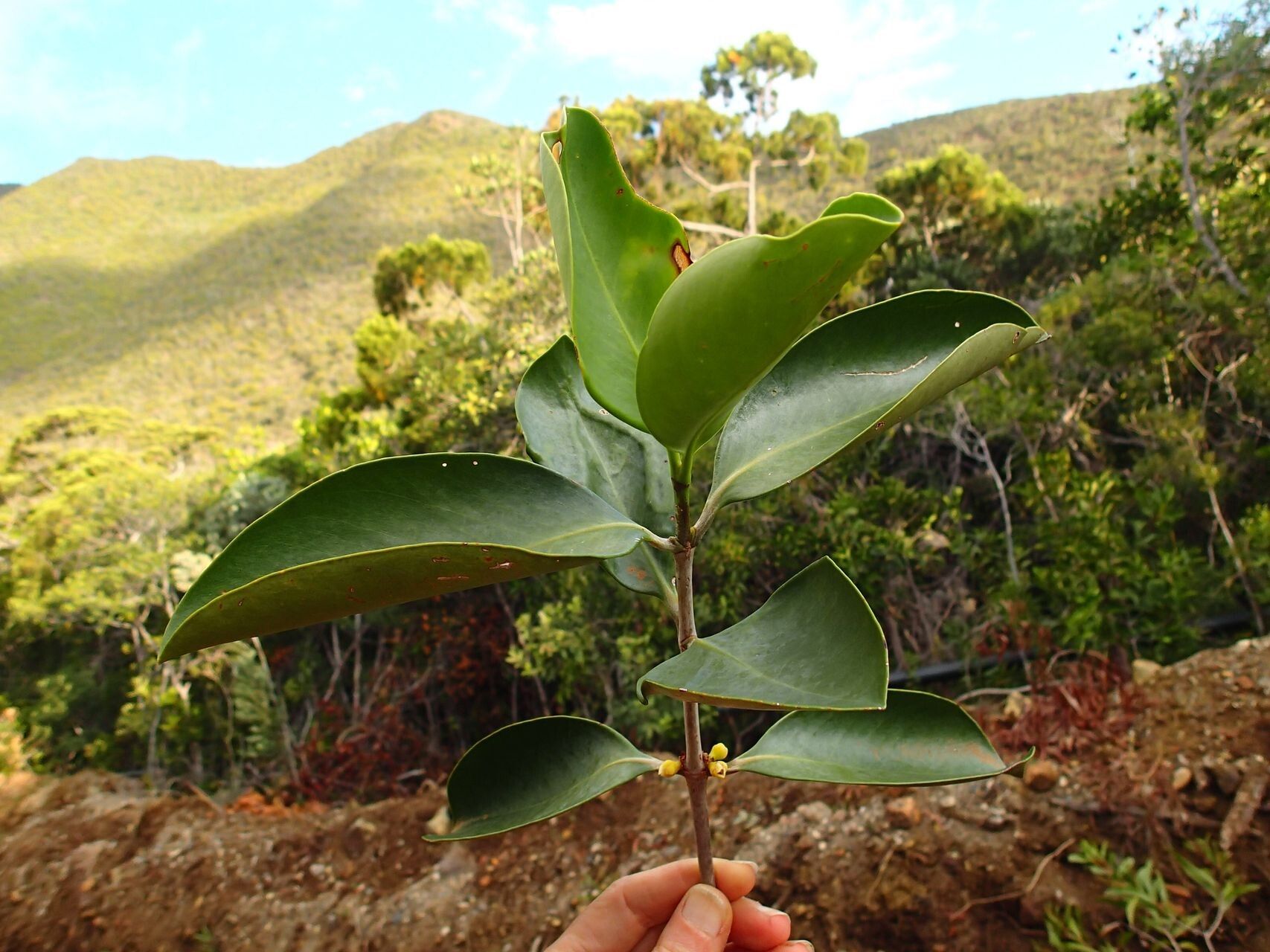 Garcinia corallina — houseplant care guide