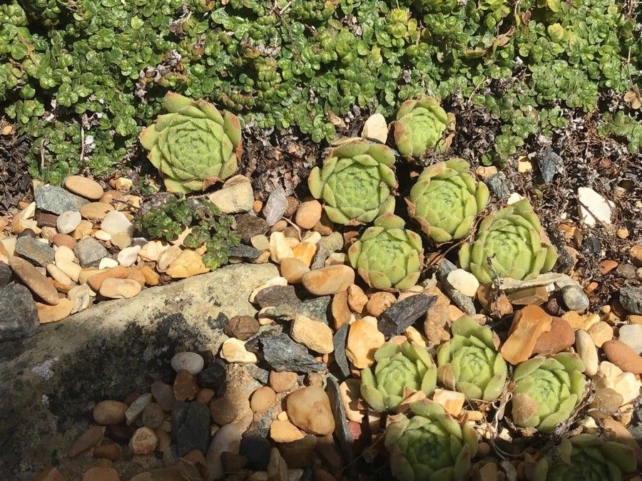 Sempervivum dolomiticum — search result for 'Sempervivum'