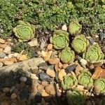 Sempervivum dolomiticum