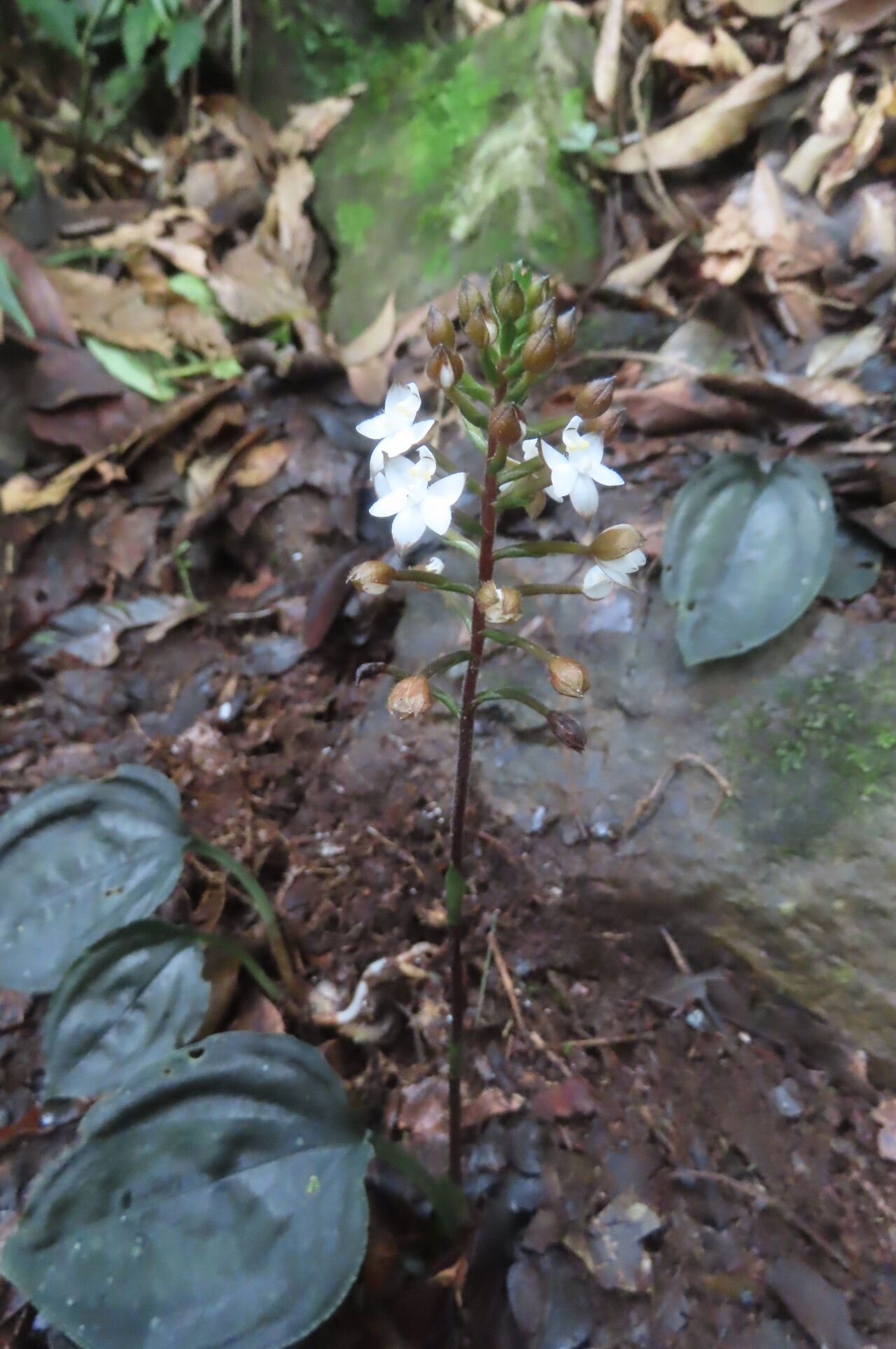 Cranichis lankesteri — related species from the same genus