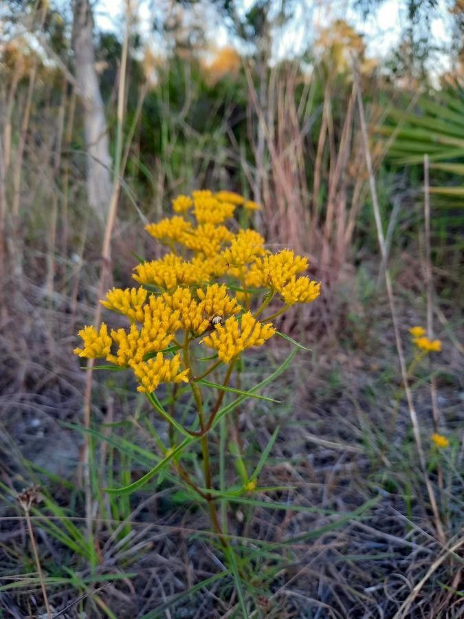 Flaveria linearis flower