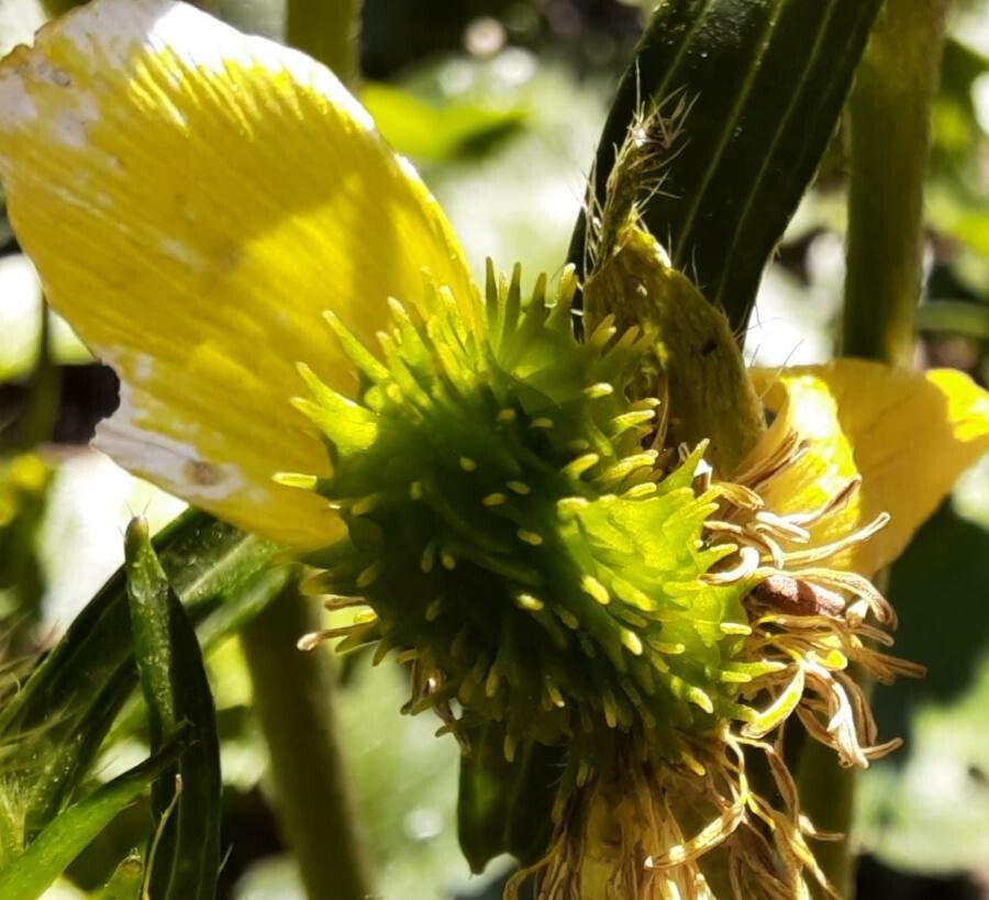 Ranunculus cortusifolius fruit