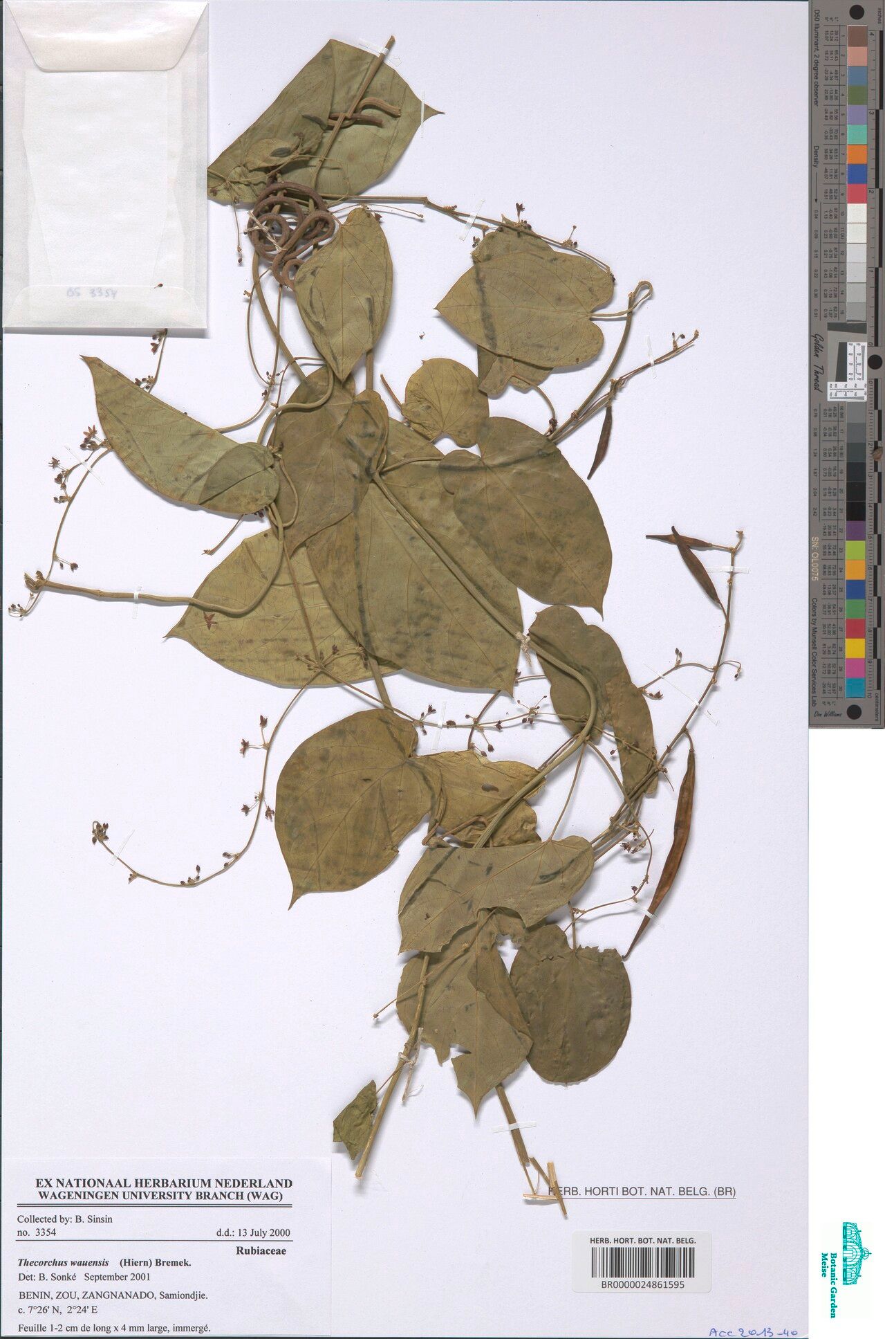 Oldenlandia wauensis — houseplant care guide