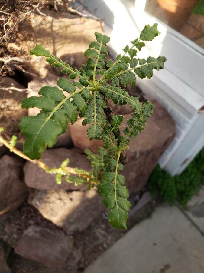 Boswellia sacra leaf