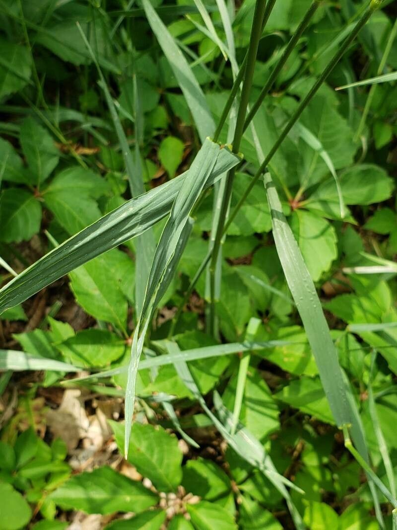 Bromus inermis — search result for 'Bromus'