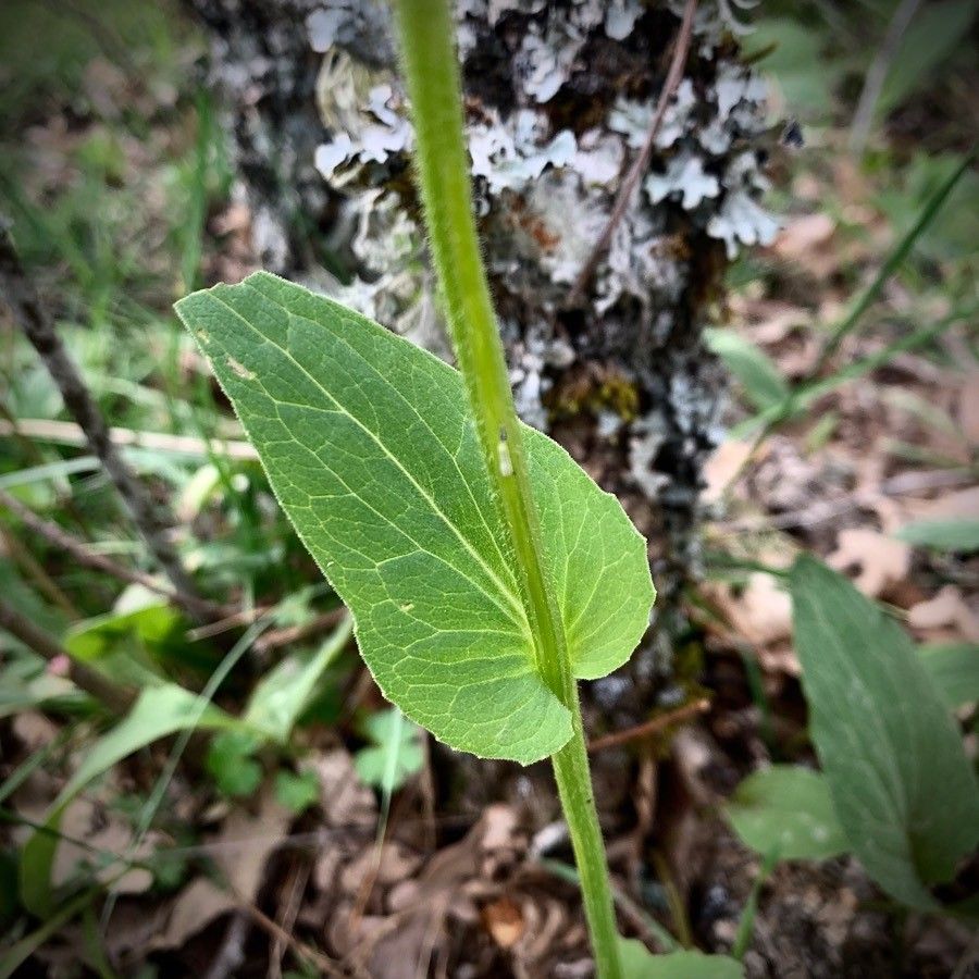 Doronicum carpetanum — related species from the same genus