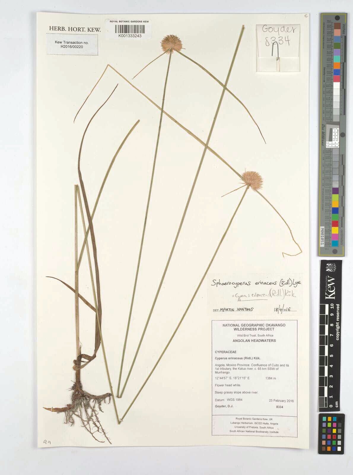 Cyperus erinaceus — houseplant care guide