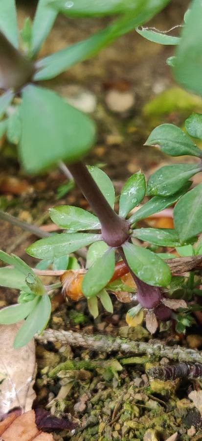 Galium sylvaticum bark