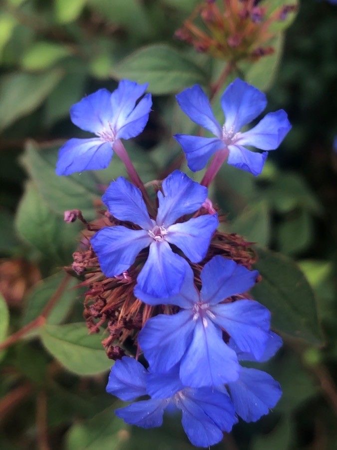 Ceratostigma willmottianum flower