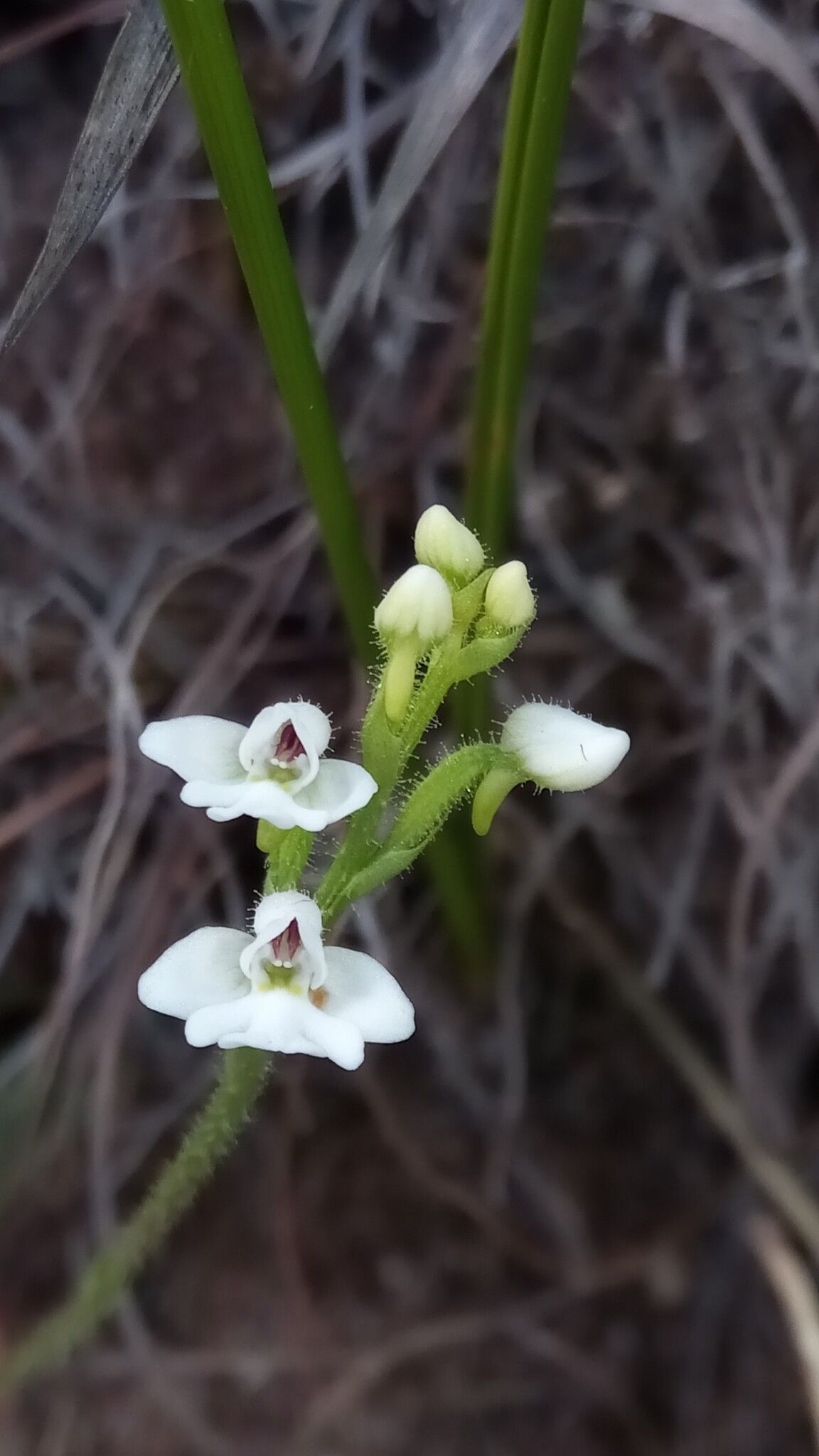 Cynorkis perrieri — houseplant care guide