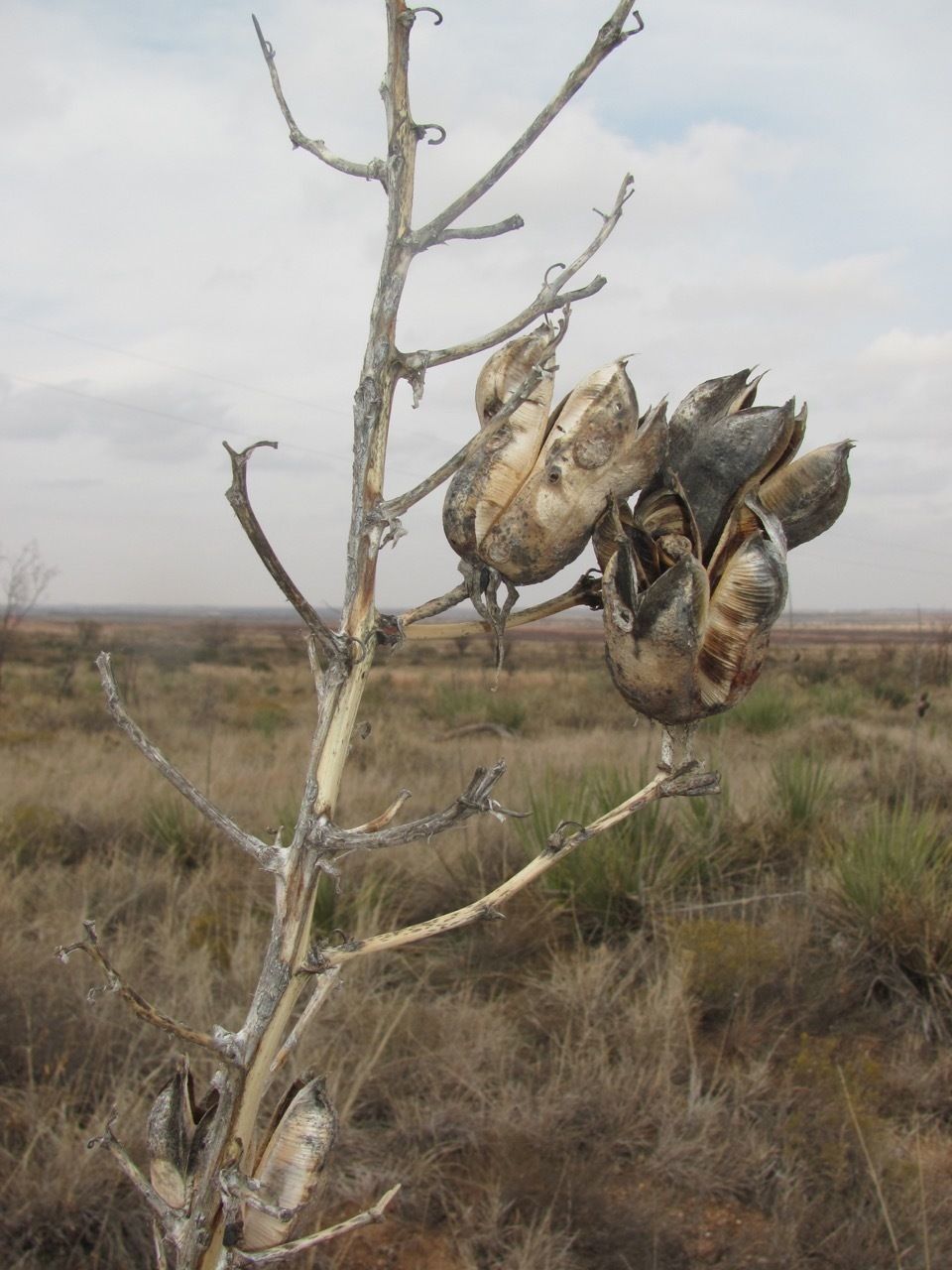 Yucca constricta fruit