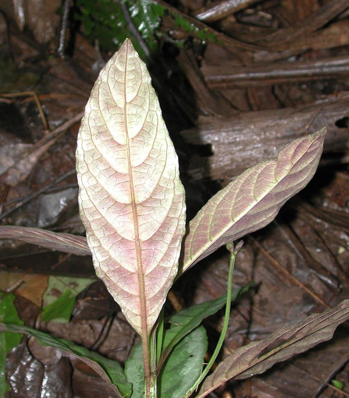 Ruellia biolleyi leaf