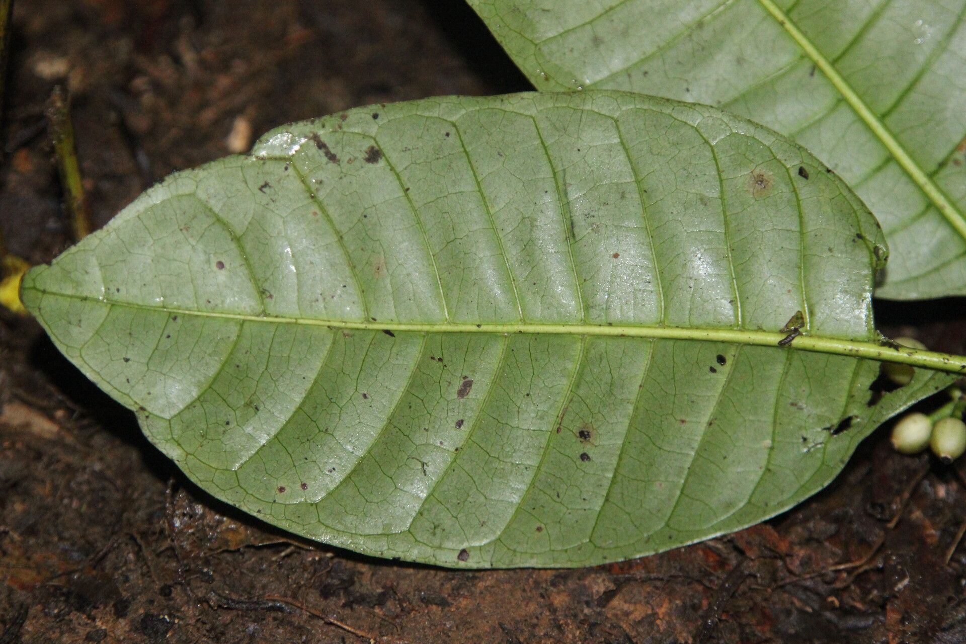 Psychotria breteleri — houseplant care guide