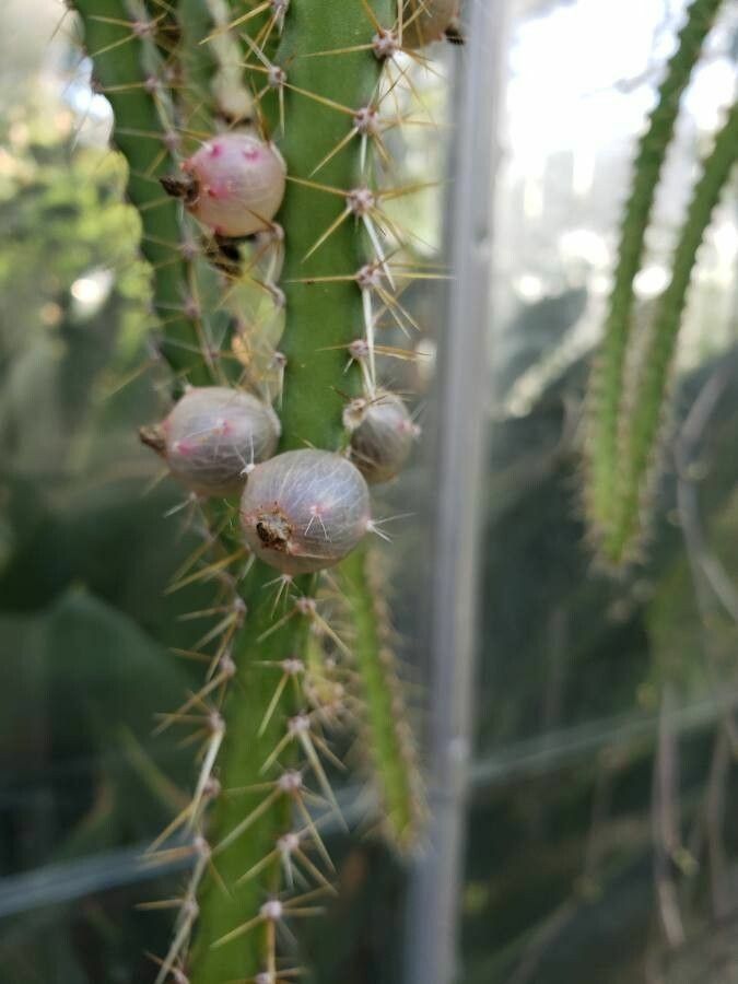 Pfeiffera ianthothele fruit