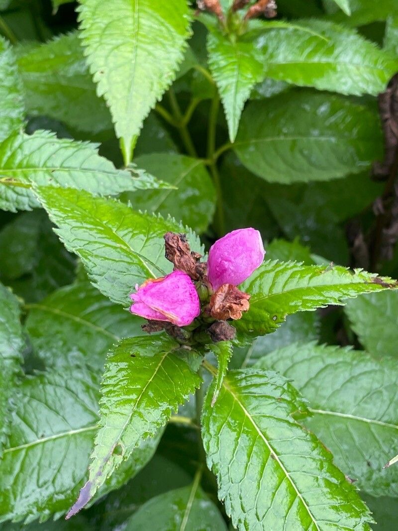Chelone obliqua flower