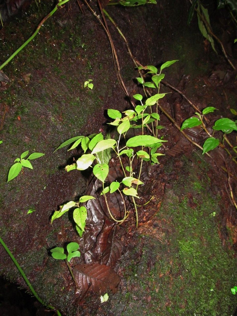 Croton tenuicaudatus habit