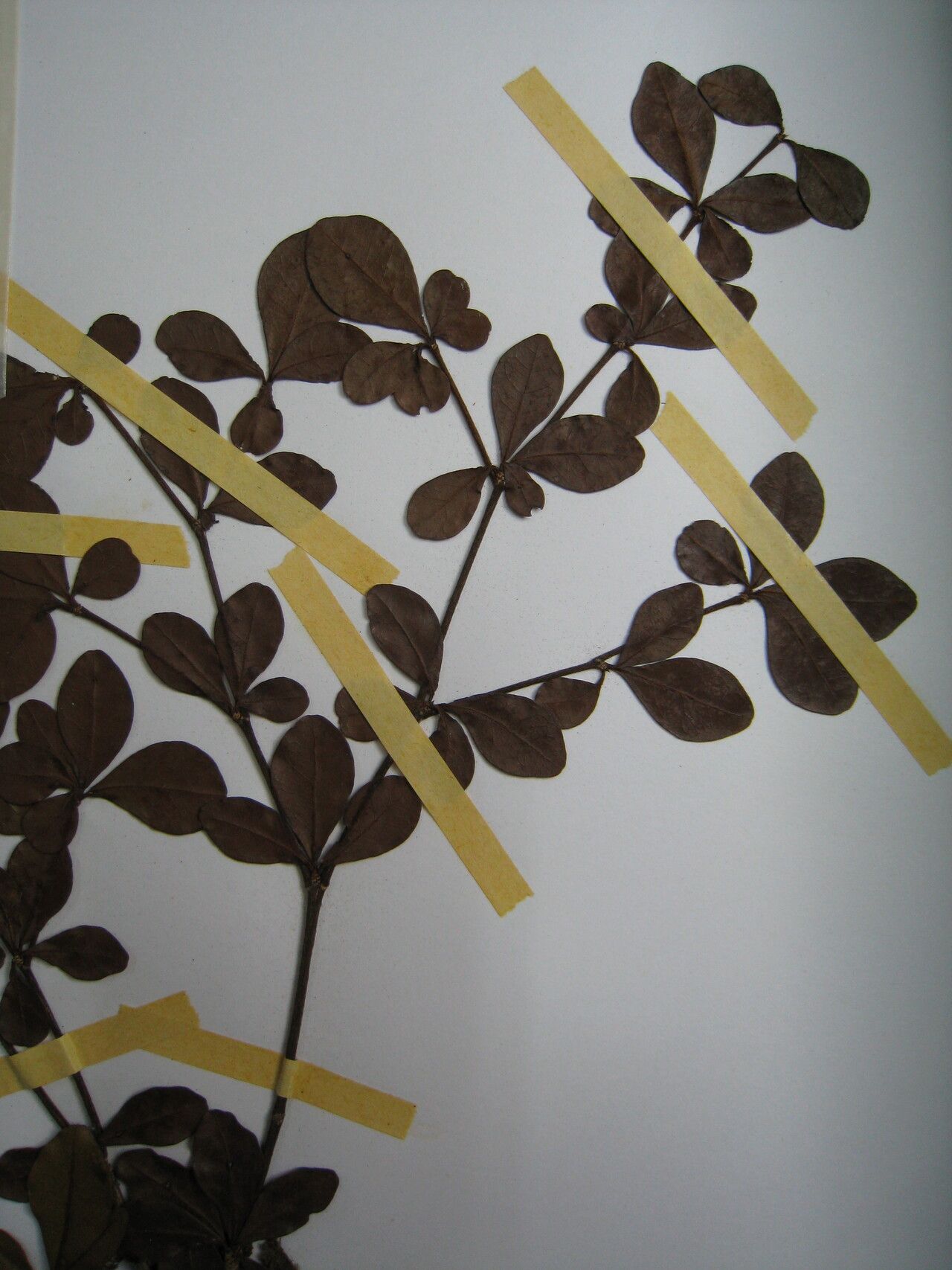 Terminalia parvifolia other