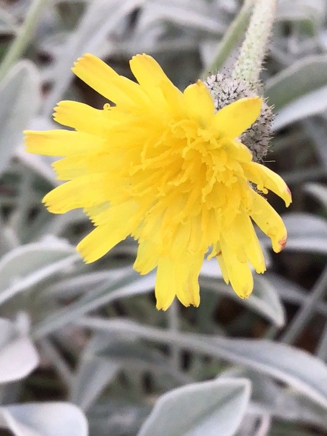 Andryala agardhii flower