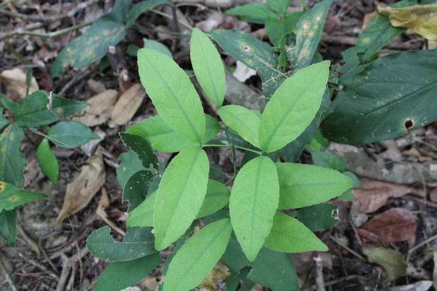 Desmodium tweedyi leaf