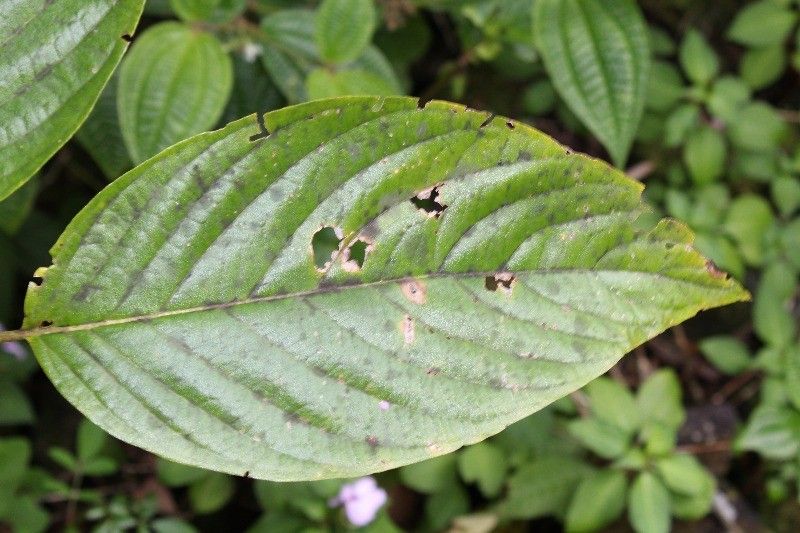 Mussaenda landia — search result for 'Mussaenda'